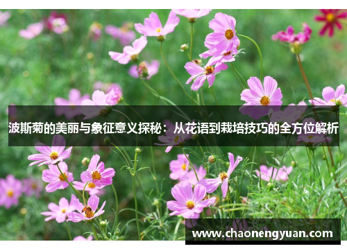 波斯菊的美丽与象征意义探秘：从花语到栽培技巧的全方位解析